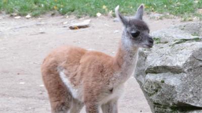 Giraffe, Erdmännchen & Co.: Ein bisschen schwanger (160)