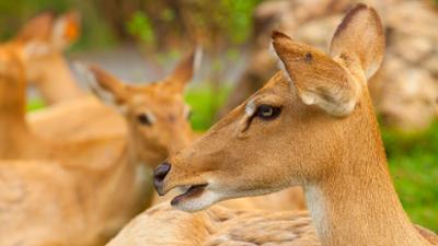 Giraffe, Erdmännchen & Co.: Trennungsschmerz (203)