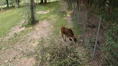 Giraffe, Erdmännchen & Co.: Wenn die Elche Trauer tragen... (71)