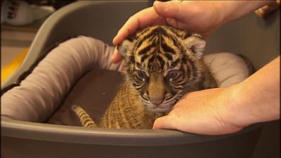 Giraffe, Erdmännchen & Co.: Das Tigerbaby ist da (161)