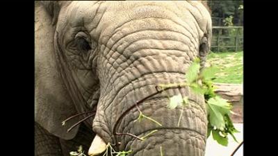 Giraffe, Erdmännchen & Co.: Ob Amor trifft? (35)