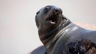 Giraffe, Erdmännchen & Co.: Auf Wiedersehen Nabi und Chico (223)