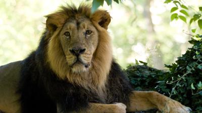 Giraffe, Erdmännchen & Co.: Fingerfood für Löwe Kashi (300)