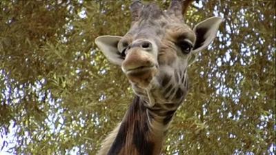 Giraffe, Erdmännchen & Co.: Kinder an die Macht! (73)