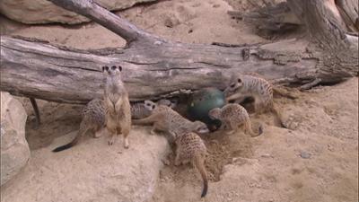 Giraffe, Erdmännchen & Co.: Vive la France: Ein Bonobo-Trio zieht um (322)