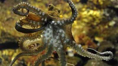 Giraffe, Erdmännchen & Co.: Reinigung mit Hindernissen (181)