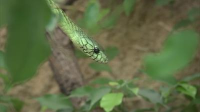 Giraffe, Erdmännchen & Co.: Gorillababy Xetsa kämpft sich ins Leben (323)