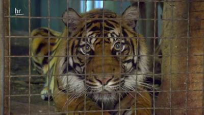 Giraffe, Erdmännchen & Co.: Tigerbaby im Anmarsch (205)