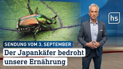 hessenschau: Der Japankäfer bedroht unsere Ernährung hessenschau vom 03.09.2025