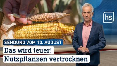 hessenschau: Das wird teuer! Naturpflanzem vertrocknen hessenschau vom 13.08.2026