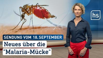 hessenschau: Neues über die "Malaria-Mücke" hessenschau vom 18.09.2026