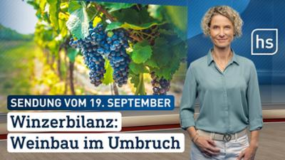 hessenschau: Winzerbilanz: Weinbau im Umbruch hessenschau vom 19.09.2026