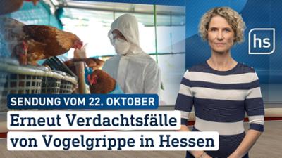 hessenschau: Erneut Verdachtsfälle von Vogelgrippe in Hessen hessenschau vom 22.10.2025 hessenschau: Erneut Verdachtsfälle von Vogelgrippe in Hessen hessenschau vom 22.10.2025