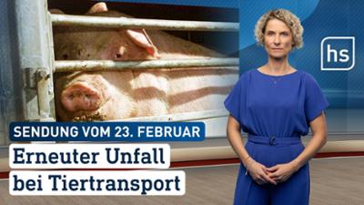 hessenschau: Erneuter Unfall bei Tiertransport hessenschau vom 23.02.2026