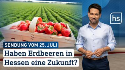hessenschau: Haben Erdbeeren in Hessen eine Zukunft hessenschau vom 25.07.2026