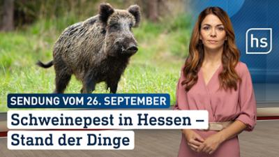 hessenschau: Schweinepest in Hessen - Stand der Dinge hessenschau vom 26.09.2025 hessenschau: Schweinepest in Hessen - Stand der Dinge hessenschau vom 26.09.2025