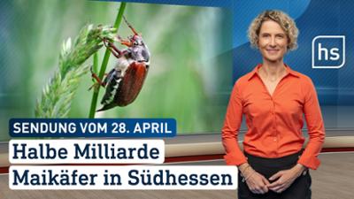 hessenschau: Halbe Milliarde Maikäfer in Südhessen hessenschau vom 28.04.2026