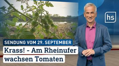 hessenschau: Krass! – Am Rheinufer wachsen Tomaten hessenschau vom 29.09.2026