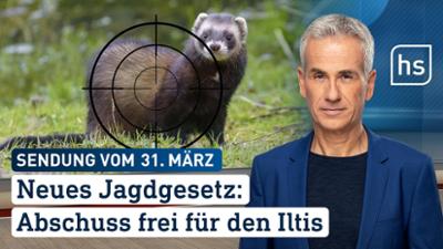 hessenschau: Neues Jagdgesetz: Abschuss frei für den Iltis | hessenschau vom 31.03.2026