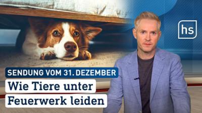 hessenschau: Wie Tiere unter Feuerwerk leiden hessenschau vom 31.12.2025