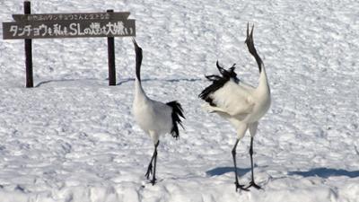 Hokkaido - Japans wilder Norden