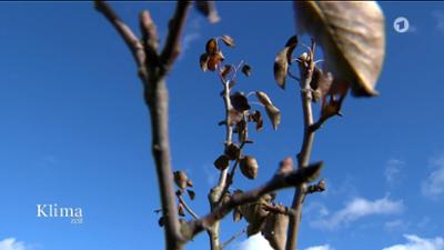 Klimazeit: Moore und Agroforst speichern CO2 im Erdboden KlimaZeit