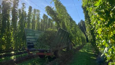 Landgasthäuser Bierschmankerl: Bierschmankerl · Hopfenfreuden in der Hallertau