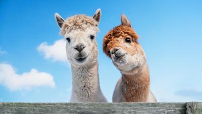 Landleben neu entdeckt!