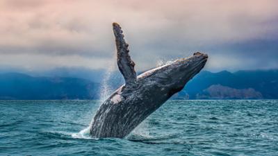 Neues Leben für Kanadas Meereswelt: Die Rückkehr der Buckelwale