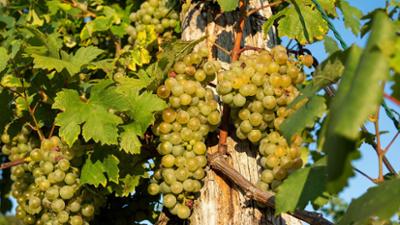 Re: Verbotene Liebe: zum Wein