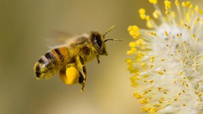Schnellflug durchs Bienenjahr
