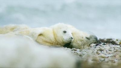Unsere Meere: Unbekannte Ostsee