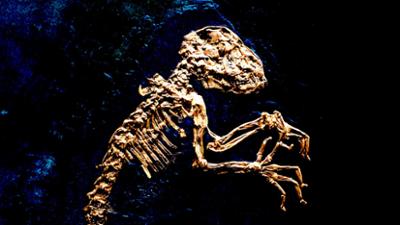 Weltwunder in Hessen: Grube Messel - Schatzkammer der Urzeit