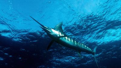 Wildes Kalifornien: Leben unter Extrembedingungen