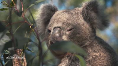 Achtung Abzocke: Australien - Down Under, alles steht Kopf