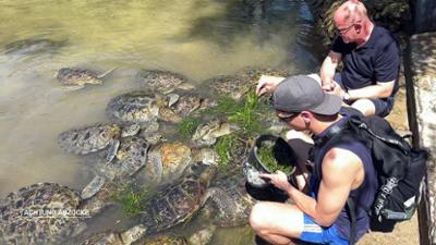 Achtung Abzocke: Traurige Abzocke statt Tierschutz: Bali und die missbrauchten Schildkröten