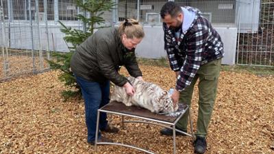 Achtung Kontrolle: Thema u.a.: Raubkatzen, Risiken und Rettungseinsätze