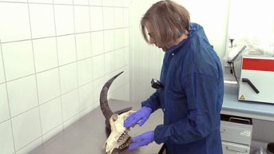 Achtung Kontrolle: Thema u.a.: Tierarzt Flughafen München - Jagdtrophäe im Koffer?