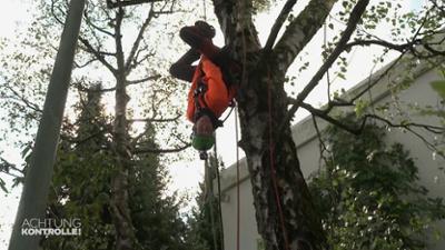 Achtung Kontrolle: Ab auf den Baum – Baumpflege in München