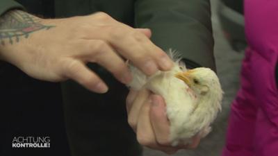 Achtung Kontrolle: Stefan Klippstein - Hühner-Rettung 