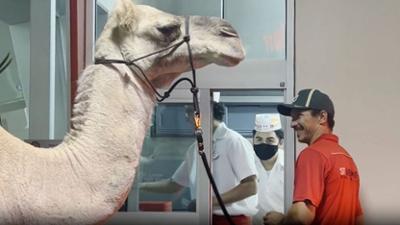 Alarmstufe L.A. - Die Ersten am Einsatzort: Staffel 1 Folge 6 Totgeglaubte leben länger