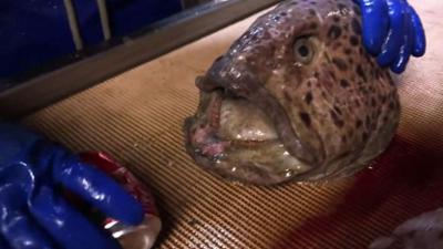 Auf den Spuren des Unerklärlichen - The Proof is Out There: Staffel 3 Folge 11 Der Zombie-Fisch