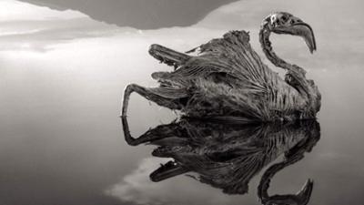 Auf den Spuren des Unerklärlichen - The Proof is Out There: Staffel 3 Folge 14 Versteinerte Tiere