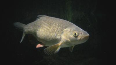 Auf den Spuren des Unerklärlichen - The Proof is Out There: Staffel 3 Folge 4 Mensch oder Fisch?