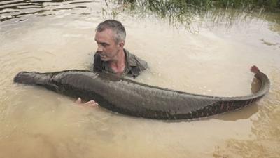 Giganten unter Wasser - Riesenfischen auf der Spur: Staffel 1 Folge 6 Cyril gegen Goliath-Welse