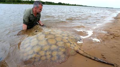 Giganten unter Wasser - Riesenfischen auf der Spur: Staffel 2 Folge 2 Swamp Beasts (2) Giganten unter Wasser - Riesenfischen auf der Spur: Staffel 2 Folge 2 Swamp Beasts (2)