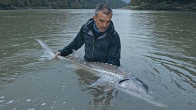 Giganten unter Wasser - Riesenfischen auf der Spur: Staffel 1 Folge 1 Kanadas Weiße Riesen