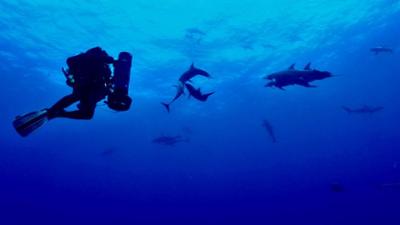 Mysterium Bermudadreieck: Staffel 1 Folge 5 Der Tod kommt von unten