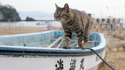 Mythen, Orte, Legenden - mit Josh Gates: Staffel 1 Folge 3 Die Höhle des Drachens