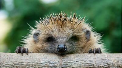 News & Trends: Hilfe bei Hitze: Wie sie Tieren im eigenen Garten helfen können News & Trends: Hilfe bei Hitze: Wie sie Tieren im eigenen Garten helfen können